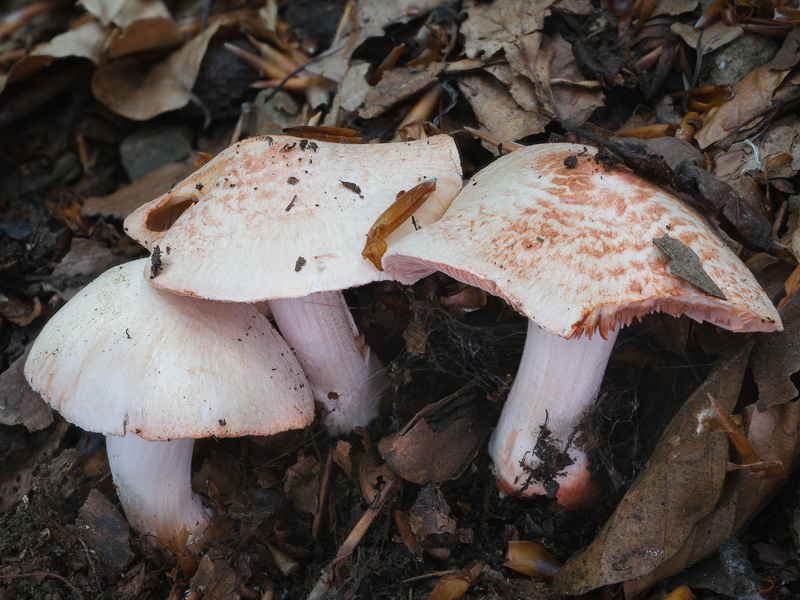 Inocybe erubescens